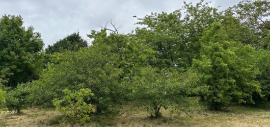 Terrain à bâtir à Sorigny, Centre-Val de Loire