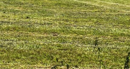 Saint-Nazaire-sur-Charente Terrain à bâtir - 2408051-10974annonce120260127VTnJN.jpeg Maisons France Confort