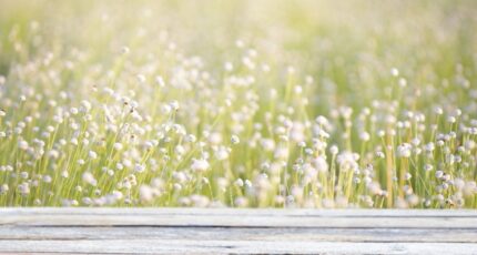 Le Teich Maison neuve - 2417936-11600annonce1202602047rHAy.jpeg Maisons France Confort