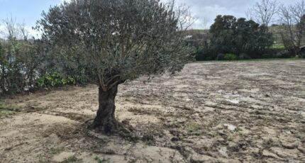 Ramonville-Saint-Agne Maison neuve - 2436519-5771annonce120260220tT6Fr.jpeg Maisons France Confort