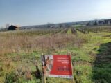 Maison à construire à Beblenheim (68980) 2447927-5767annonce620260305KfAVb.jpeg Maisons France Confort