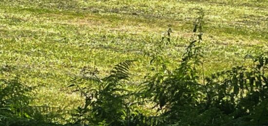 Terrain à bâtir à Gémozac, Nouvelle-Aquitaine