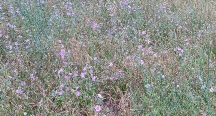 Estagel Maison neuve - 2460127-4671annonce120260318BVqp2.jpeg Maisons France Confort