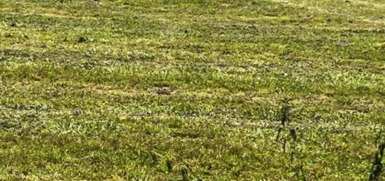 Terrain à bâtir à , Charente-Maritime