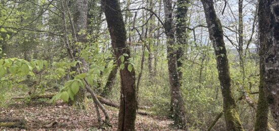 Terrain à bâtir à , Dordogne