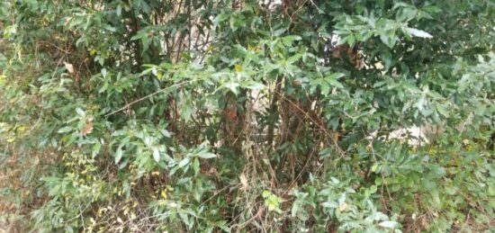 Terrain à bâtir à , Gironde