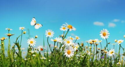 Camblanes-et-Meynac Terrain à bâtir - 2476835-11383annonce4202604048uNyH.jpeg Maisons France Confort