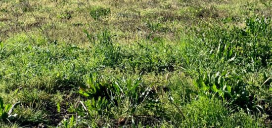 Terrain à bâtir à , Charente-Maritime