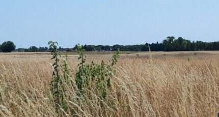 Reugny Maison neuve - 2412493-10999annonce120260128NPpST.jpeg Maisons France Confort