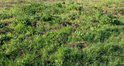 Montpellier-de-Médillan Maison neuve - 2478774-10974annonce220260331E4i1c.jpeg Maisons France Confort