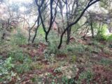 Terrain à bâtir à Sainte-Anastasie-sur-Issole (83136) 2451396-11137annonce420260309JfvF2.jpeg Maisons France Confort