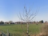 Terrain à bâtir à Potelle (59530) 2453458-10863annonce2202603115HXdz.jpeg Maisons France Confort