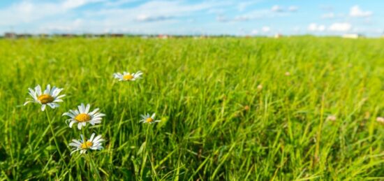 Terrain à bâtir à Hourtin, Nouvelle-Aquitaine
