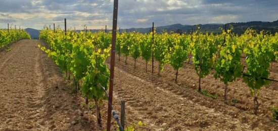 Terrain à bâtir à Pertuis, Provence-Alpes-Côte d'Azur
