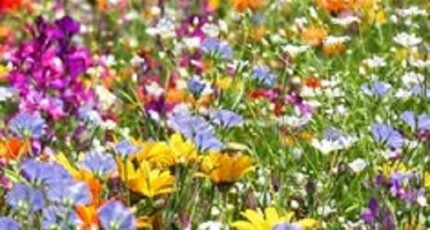 Neuillé-Pont-Pierre Maison neuve - 2413073-10205annonce120260130CpZsR.jpeg Maisons France Confort