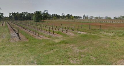 Saint-Savin Terrain à bâtir - 2483309-11516annonce120260413dLlCd.jpeg Maisons France Confort