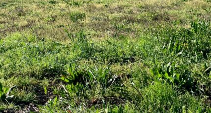 Ternant Maison neuve - 2486170-10974annonce120260415qQZ21.jpeg Maisons France Confort