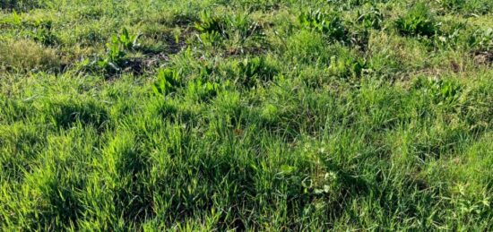 Terrain à bâtir à Pessines, Nouvelle-Aquitaine