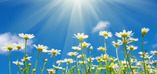 Terrain à bâtir à Breuillet, Nouvelle-Aquitaine