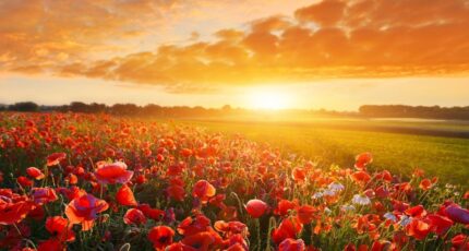 Le Gua Maison neuve - 2462381-11644annonce1202603199I3W3.jpeg Maisons France Confort