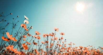 Saint-Georges-de-Didonne Maison neuve - 2462390-11644annonce120260319PMpsx.jpeg Maisons France Confort