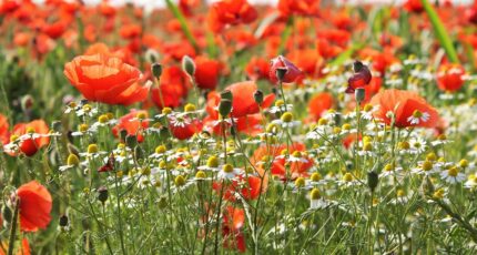 Soulac-sur-Mer Maison neuve - 2486362-11260annonce120260415Lvt0G.jpeg Maisons France Confort