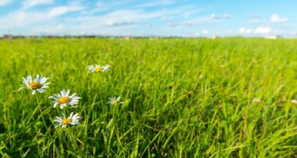 Le Verdon-sur-Mer Maison neuve - 2488475-11274annonce120260130ncQTi.jpeg Maisons France Confort