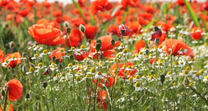 Hourtin Maison neuve - 2488617-11274annonce120260206NJxnR.jpeg Maisons France Confort