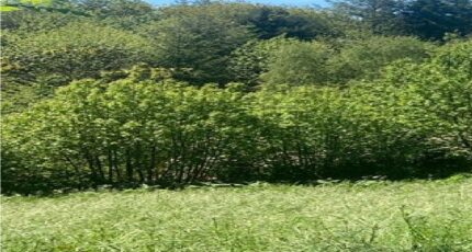 Fontiers-Cabardès Maison neuve - 2492509-10986annonce120260423MFg9G.jpeg Maisons France Confort