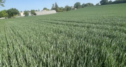 Castelnau-Montratier Maison neuve - 2493989-11852annonce320260425QeODm.jpeg Maisons France Confort