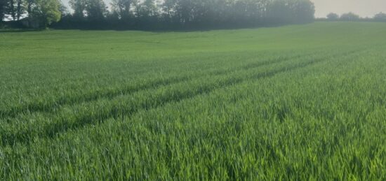 Terrain à bâtir à Castelnau-Montratier, Occitanie