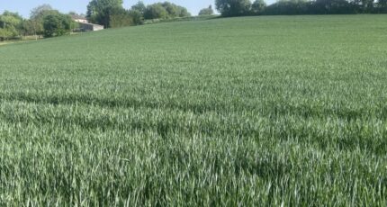 Castelnau-Montratier Terrain à bâtir - 2493982-11852annonce420260425lwWN0.jpeg Maisons France Confort