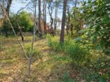 Terrain à bâtir à Rocbaron (83136) 2437207-5922annonce120260223T8cKu.jpeg Maisons France Confort