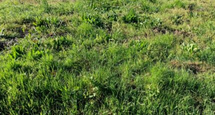 Écurat Maison neuve - 2494924-10974annonce120260427OL5Oc.jpeg Maisons France Confort