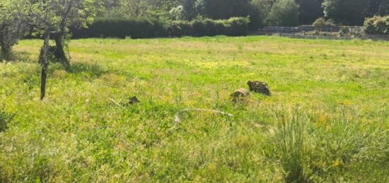 Terrain à bâtir à Nercillac, Nouvelle-Aquitaine