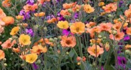 Saint-Laurent-en-Gâtines Terrain à bâtir - 2496123-10205annonce120250909NR0vG.jpeg Maisons France Confort