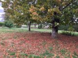 Terrain à bâtir à Prunet (15130) 2422944-6000annonce220231124TTX61.jpeg Maisons France Confort