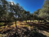 Terrain à bâtir à Puget-sur-Argens (83480) 2442469-11157annonce420260227mg1ds.jpeg Maisons France Confort
