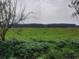 Terrain à bâtir à Roannes-Saint-Mary (15220) 2500594-6000annonce420260105rFDIM.jpeg Maisons France Confort