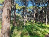 Terrain à bâtir à Carnoules (83660) 2499946-9707annonce320260504xOvhP.jpeg Maisons France Confort