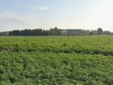 Maison à construire à Râches (59194) 2474967-1807annonce1202604024DRzM.jpeg Maisons France Confort