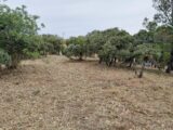 Maison à construire à Villeneuve-lès-Avignon (30400) 2514009-695annonce120260519driQC.jpeg Maisons France Confort