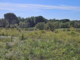 Terrain à bâtir à Puget-sur-Argens (83480) 2438807-5163annonce120260224lPmXG.jpeg Maisons France Confort