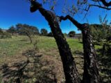 Maison à construire à Puget-sur-Argens (83480) 2621163-3701annonce120260904EZTiT.jpeg Maisons France Confort