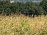 Terrain à bâtir à Lacroix-Falgarde (31120) 2569889-11845annonce120260813aAkAT.jpeg Maisons France Confort