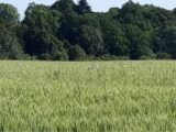 Terrain à bâtir à Boullay-les-Troux (91470) 2663781-11790annonce3202604228TMIM.jpeg Maisons France Confort