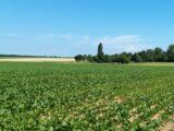 Terrain à bâtir à Mareil-le-Guyon (78490) 2663779-11790annonce120261005hy3TC.jpeg Maisons France Confort