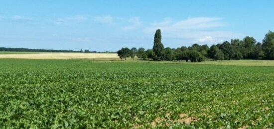 Terrain à bâtir à Mareil-le-Guyon, Île-de-France