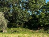 Maison à construire à Vinassan (11110) 2669254-11782annonce1202610082eHVb.jpeg Maisons France Confort